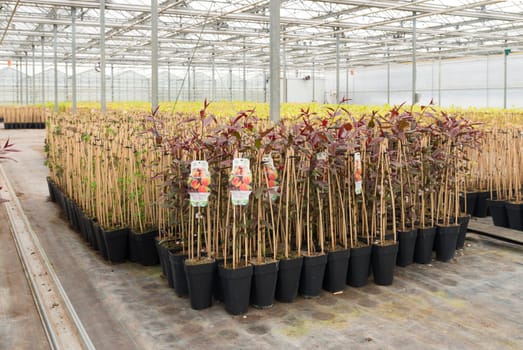 young peach trees ready for sale in a commercial dutch greenhouse