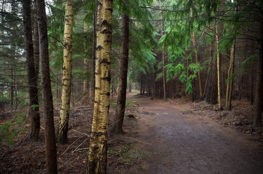 footpath through an autumn forest