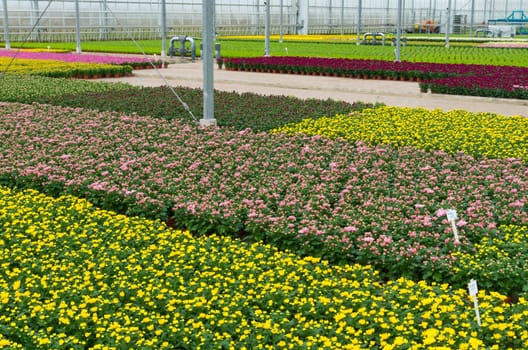 interior of a greenhouse growing flowers in the netherlands