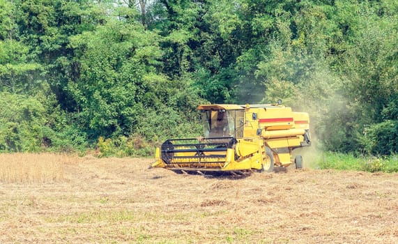 Working combine harvesting in the soy field