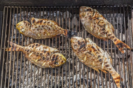 Dorada Fish Barbecued On The Grill Outdoor. Spanish Cuisine