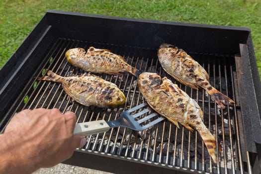 Dorada Fish Barbecued On The Grill Outdoor. Spanish Cuisine