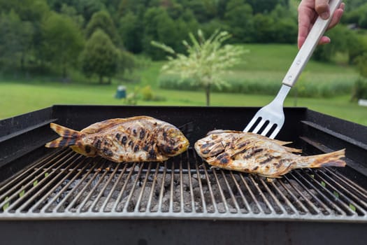 Dorada Fish Barbecued On The Grill Outdoor. Spanish Cuisine