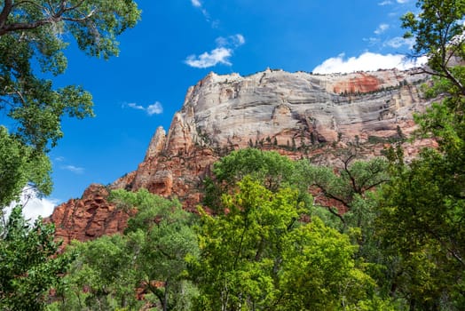 High cliff and lush green foliage in Zion National Park in Utah