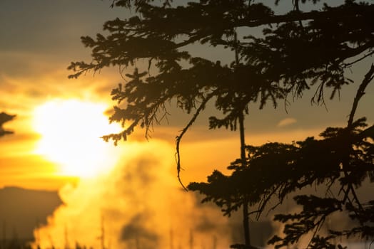 Silhouette of a tree branch at sunrise in Yellowstone National Park in Wyoming