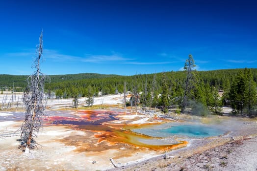 Colorful spring and forested landscape seen from Firehole Lake Drive in Yellowstone National Park