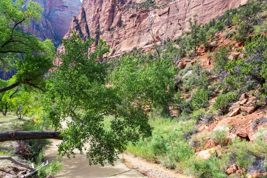View of the Virgin River in Zion Canyon in Zion National Park in Utah