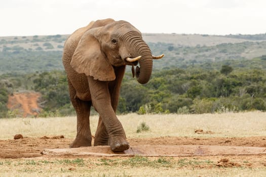 Bush Elephant lifting his one leg to climb in the watering hole.