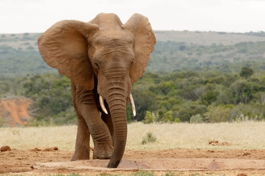 Bush Elephant standing and slurping up the water at the dam.