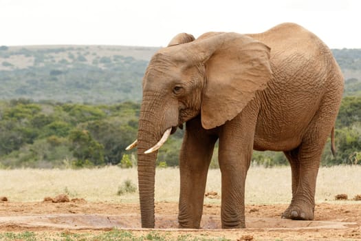 Bush Elephant standing with his two legs in the watering hole while slurping up the .water.