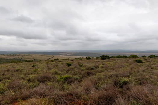 Overlooking the field of bushes in Addo Elephant National Park on a cloudy day.