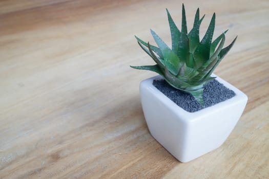Mini plant pot on wooden table, stock photo