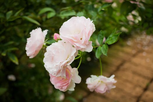 Pink roses bush in the garden, stock photo