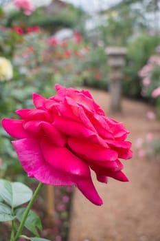 Red roses bush in the garden, stock photo