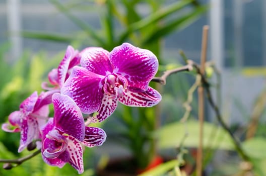 one lovely orchid from asia picture is taken in Gothenburg