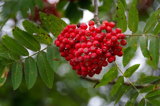 many rowanberry on the tree red and nice now it is autumn