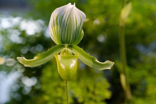 one lovely green orchid from asia picture is taken in Gothenburg