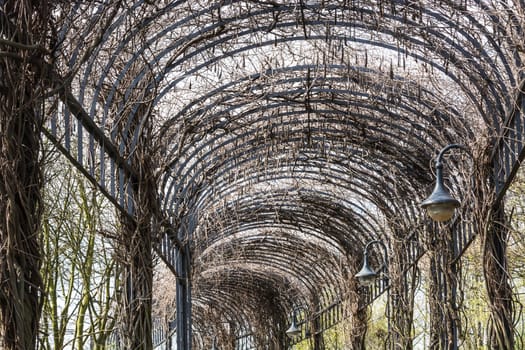 Beautiful garden architecture for climbing plants covered arcade..