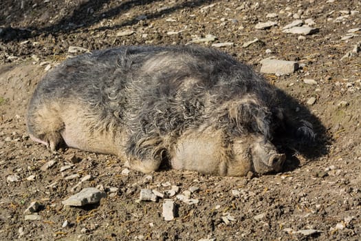 Wild boar lying in the mud in the warm summer sun.