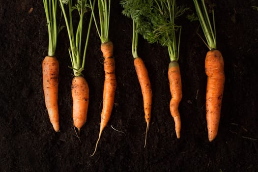 Top view of freshly harvested carrots with green leafs on dark soil background texture with copy space