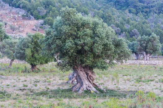 Olive trees in a row. Olive tree plantation in Mallorca in Spain..