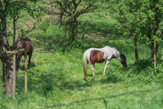 Beautiful brown white horse on a pasture in summer..