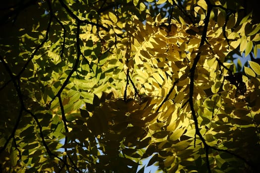 The canopy and canopy of a black walnut tree in autumn,Juglans nigra.