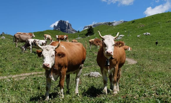 Cows from the alm