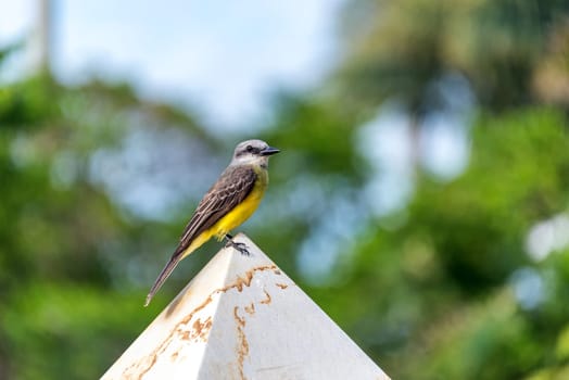Tropical Kingbird on a post in the town of Barichara, Colombia