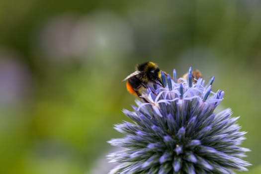 Bumblebee on thistle