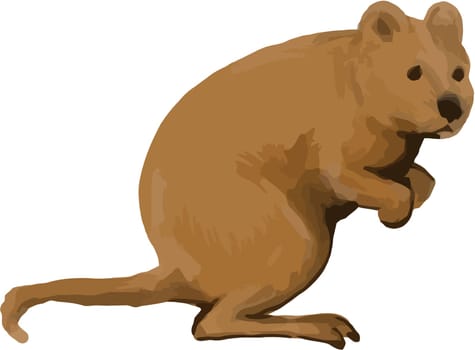 Watercolor style illustration of a quokka( Setonix brachyurus), the only member of the genus Setonix, is a small macropod indiginous to Australia viewed from the side set on isolated white background.