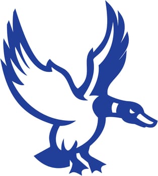 Illustration of a mallard duck with its wings flapping landing or about to land viewed from the side set on isolated white background done in retro style.