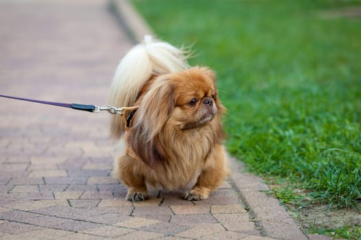 beautiful pekingese on grass