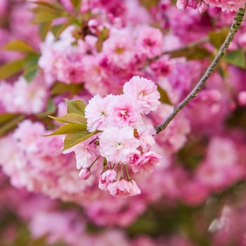 Beautiful pink flowers. lilac flowers.