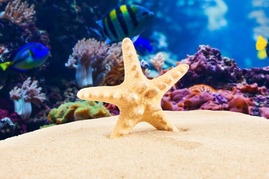 Summer concept.  starfish on a beach