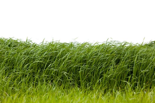Grass isolated on white background.