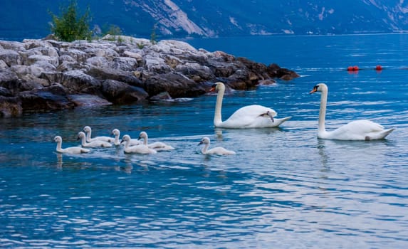 Swans on the lake. Swans with nestlings. Swan with chicks. Mute swan family.