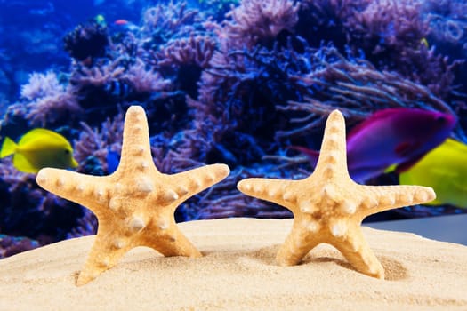 Summer background. Beauty summer background for summer time .Starfish on summer background