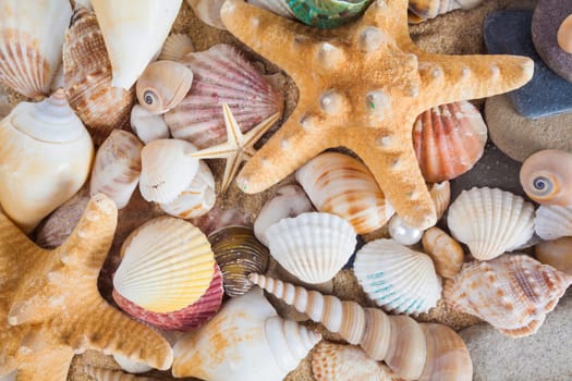 Shells and starfish on sandy beach. Summer background. Summer concept . Starfish with sand as background