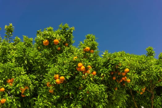 Orange tree. oranges hanging on branch, orange orchard