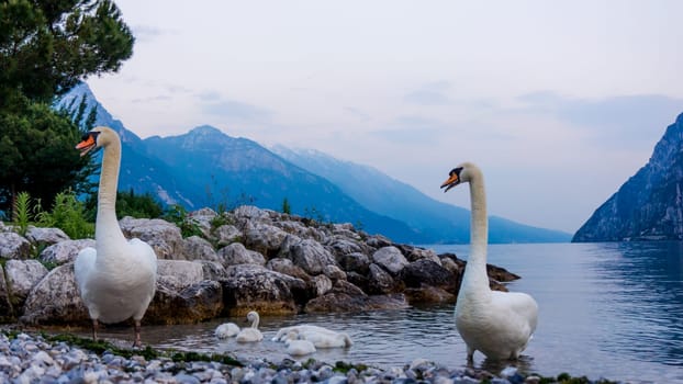Swans on the lake. Swans with nestlings. Swan with chicks. Mute swan family.