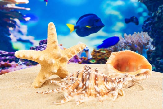 Summer background. Beauty summer background for summer time .Starfish on summer background