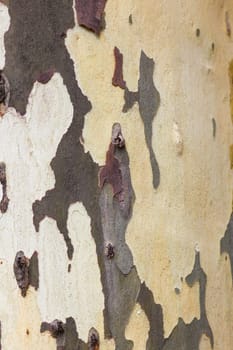 Wooden texture. Platan tree
