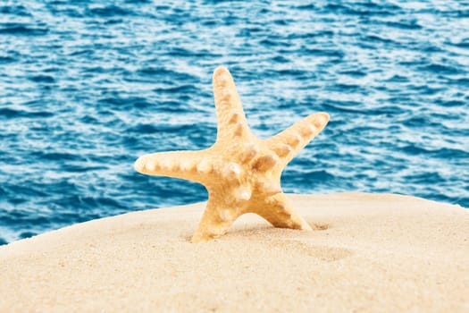 Summer background. Beauty summer background for summer time .Starfish on summer background