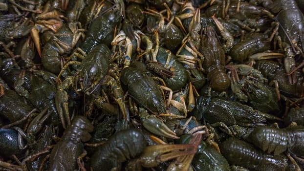 Live crayfish.  fresh crayfish