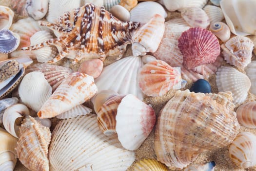 Shells and starfish on sandy beach. Summer background. Summer concept . Starfish with sand as background