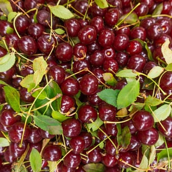 Background of ripe cherries.  Cherry selection