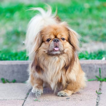beautiful pekingese on grass