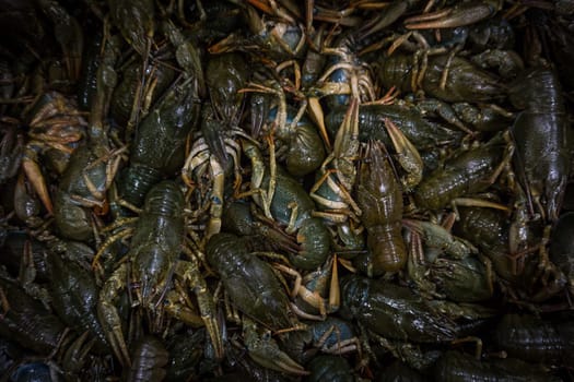 Live crayfish.  fresh crayfish