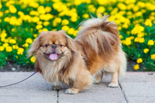 Pekingese dog
